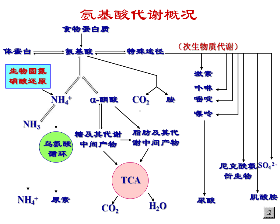 第七章蛋白质的降解和氨基酸代谢课件.ppt_第3页