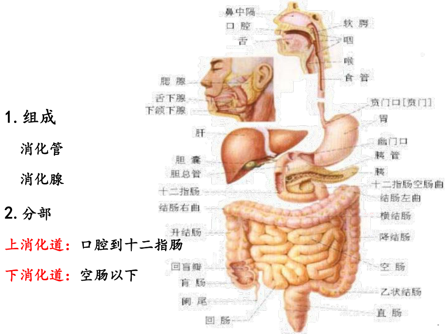 急慢性胃炎护理课件.ppt_第2页