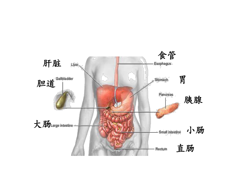 急慢性胃炎护理课件.ppt_第3页