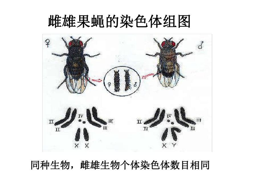 探究减数分裂的基本过程课件.ppt_第2页