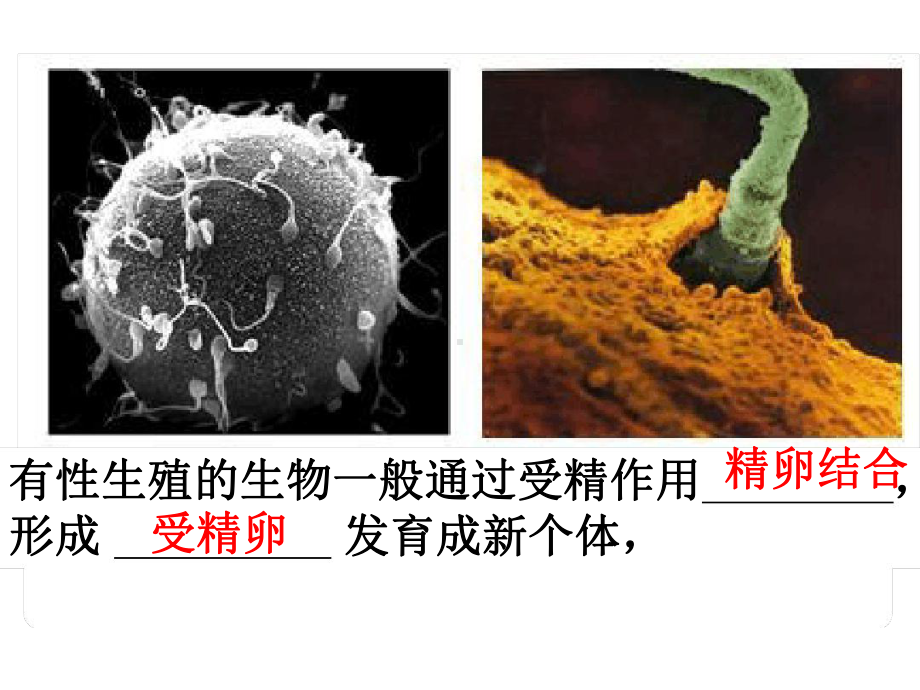 探究减数分裂的基本过程课件.ppt_第3页