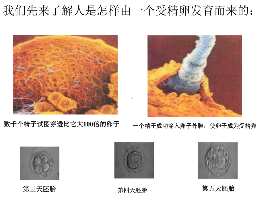 安徽省七年级生物上册222《动物体的结构层次》课件2(新版)新人教版.ppt_第3页