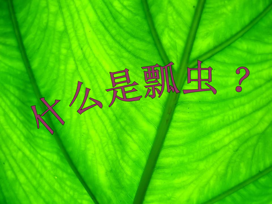 幼儿园中班《可爱的瓢虫》课件.ppt_第3页