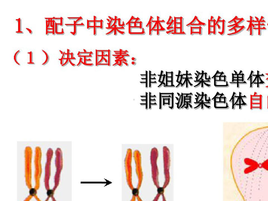 受精作用(动画版)课件.pptx_第2页