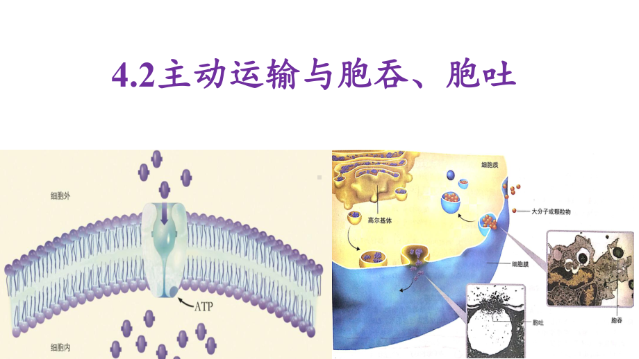 新教材42主动运输与胞吞、胞吐人教版高中生物必修一优质课件.pptx_第1页