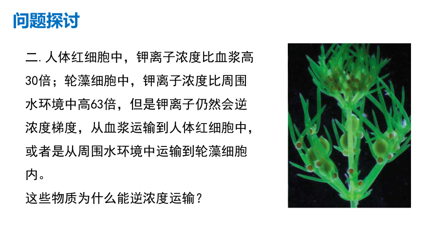 新教材42主动运输与胞吞、胞吐人教版高中生物必修一优质课件.pptx_第3页