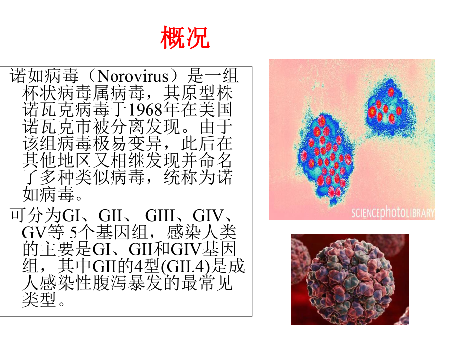 小学预防诺如病毒主题班会课课件.ppt_第2页