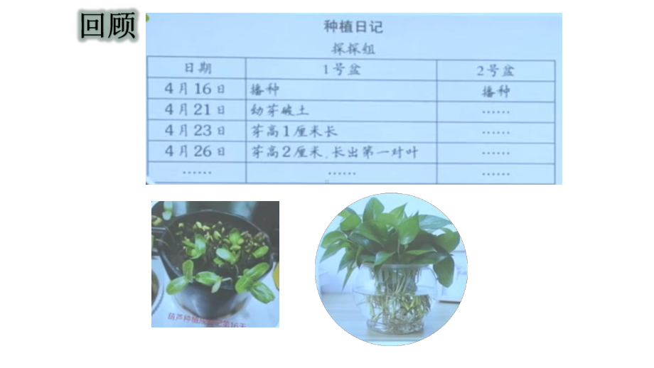 大象版小学科学新版三年级下册科学-茁壮成长课件.pptx_第1页