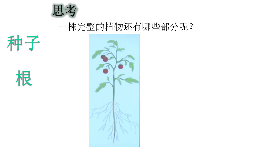 大象版小学科学新版三年级下册科学-茁壮成长课件.pptx_第3页