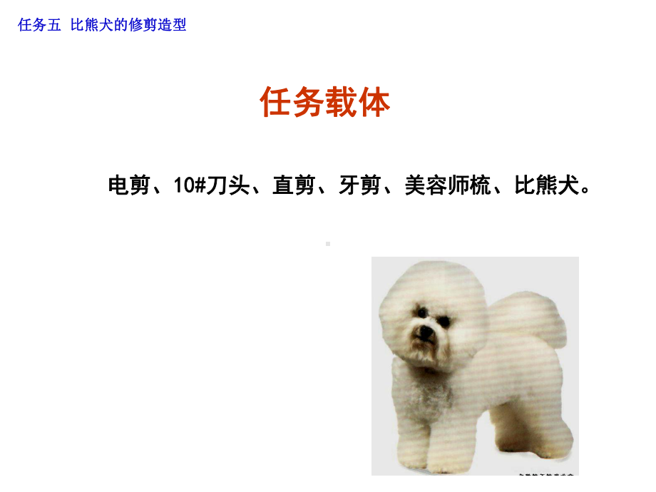 宠物美容与护理5比熊犬课件.ppt_第3页