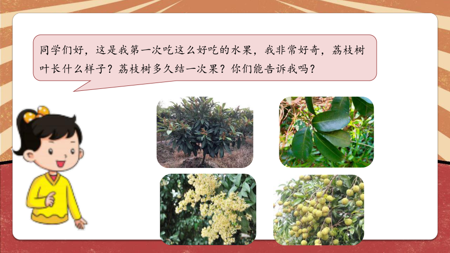 北师大版一年级劳动教育活动16《探究深圳荔枝》第二课时课件.pptx_第2页