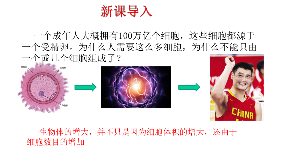 新教材生物《细胞的增殖》1课件.pptx_第2页