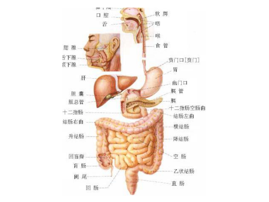 消化道出血的护理及介入治疗的护理课件-医学.ppt_第2页