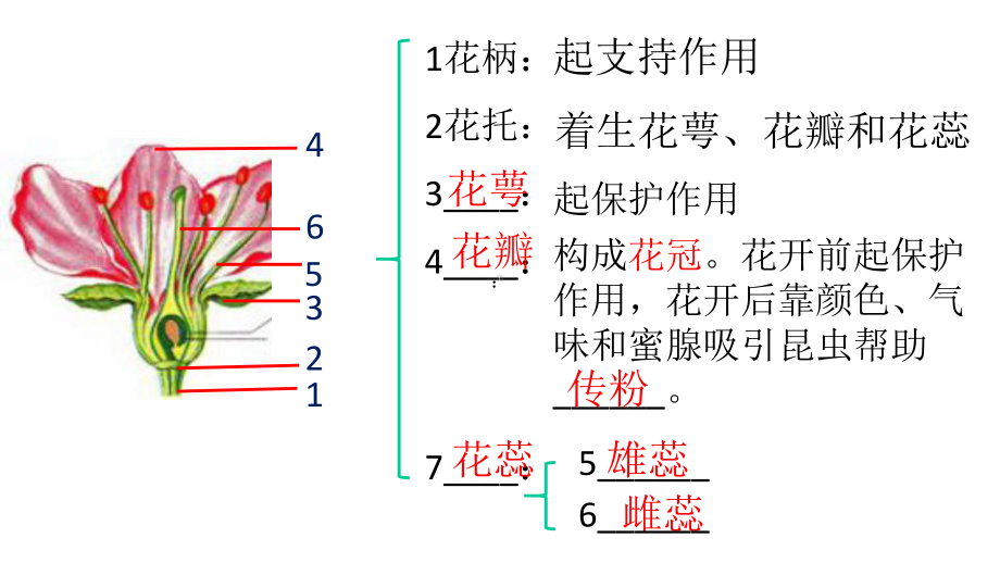 新人教版七年级生物上册第三节《开花和结果》课件.ppt_第3页