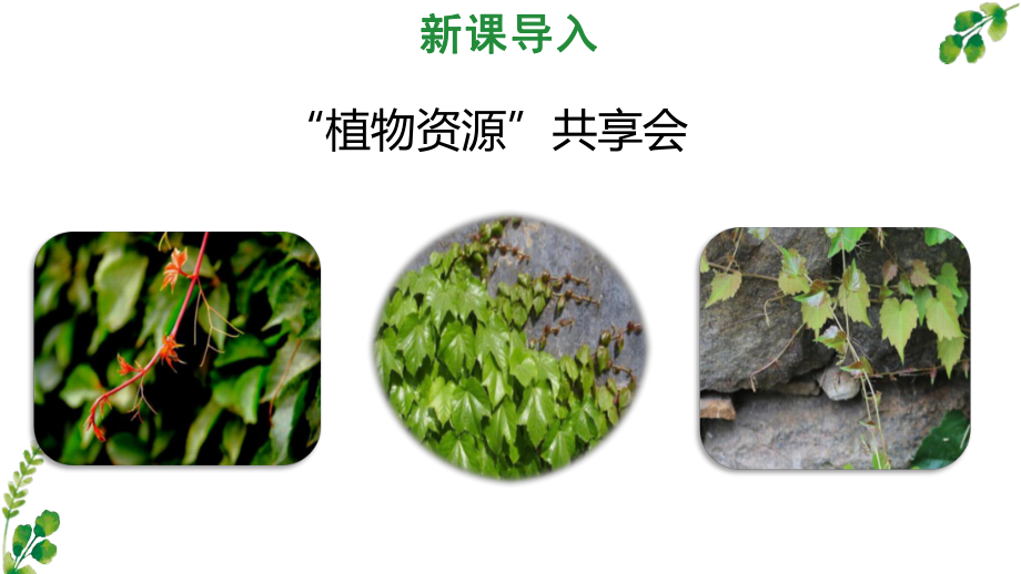 人教版四年级上语文10《爬山虎的脚》第1课时优质示范课课件.pptx_第2页