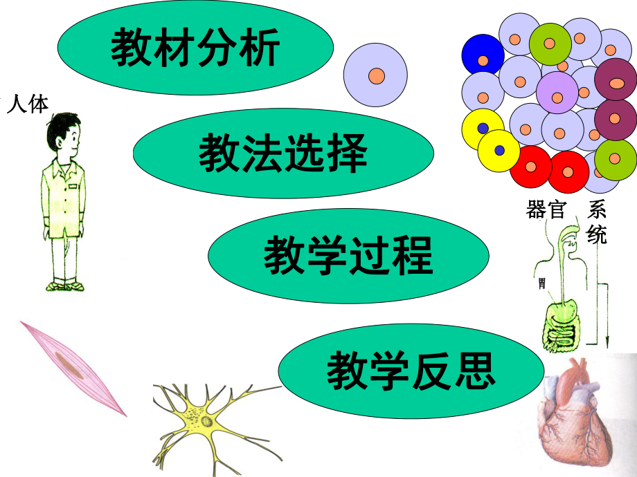 新人教版初中生物七年级上册《动物体的结构层次》说课课件.ppt_第3页