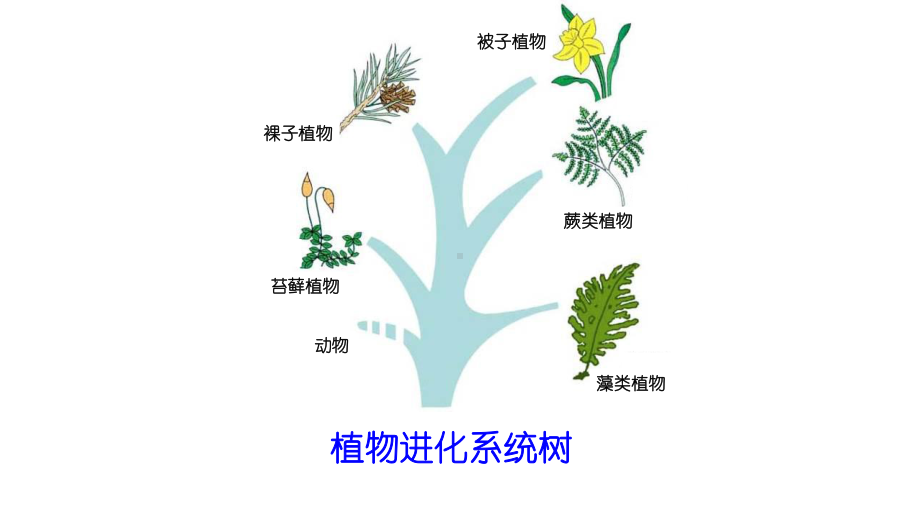 北师大版八年级下册生物-223植物的主要类群-课件-(共28张).ppt_第3页