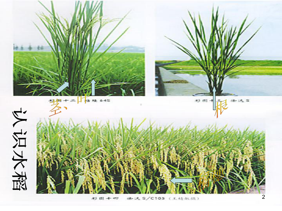 大班科学认识水稻-课件.ppt_第2页