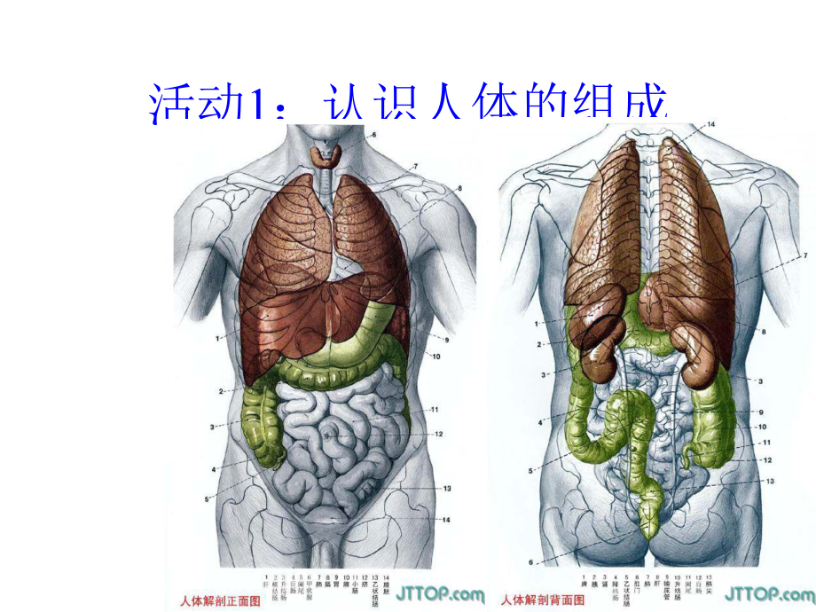 医学人体概述课件.pptx_第2页