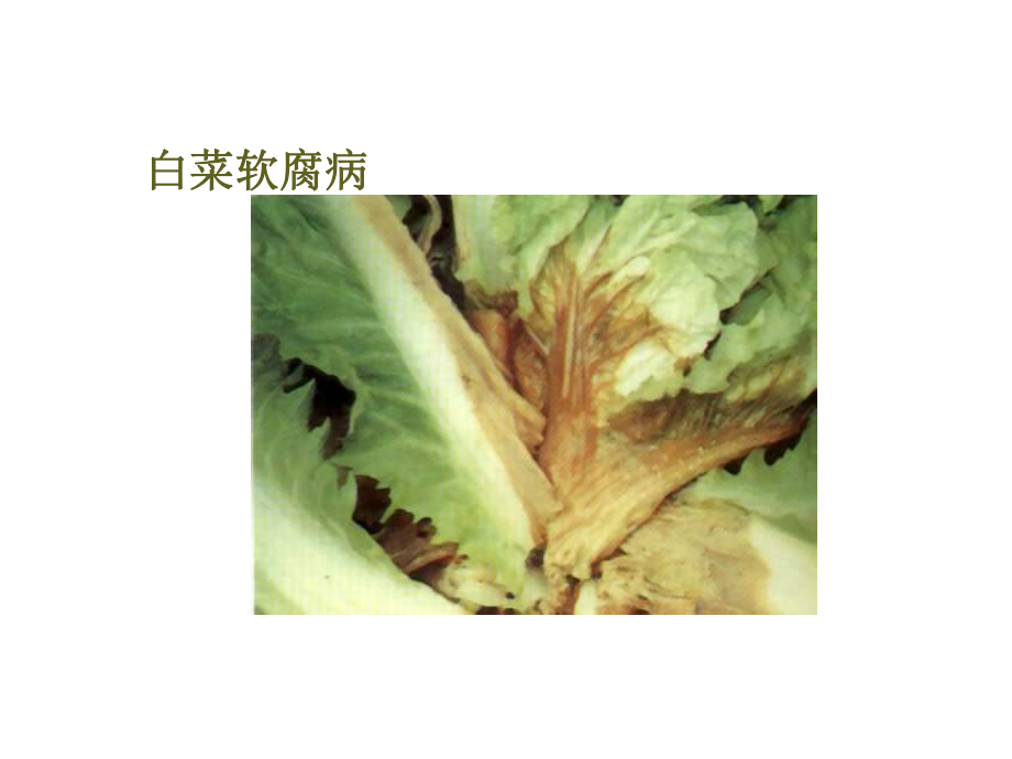 植物病害的概念课件.ppt_第2页