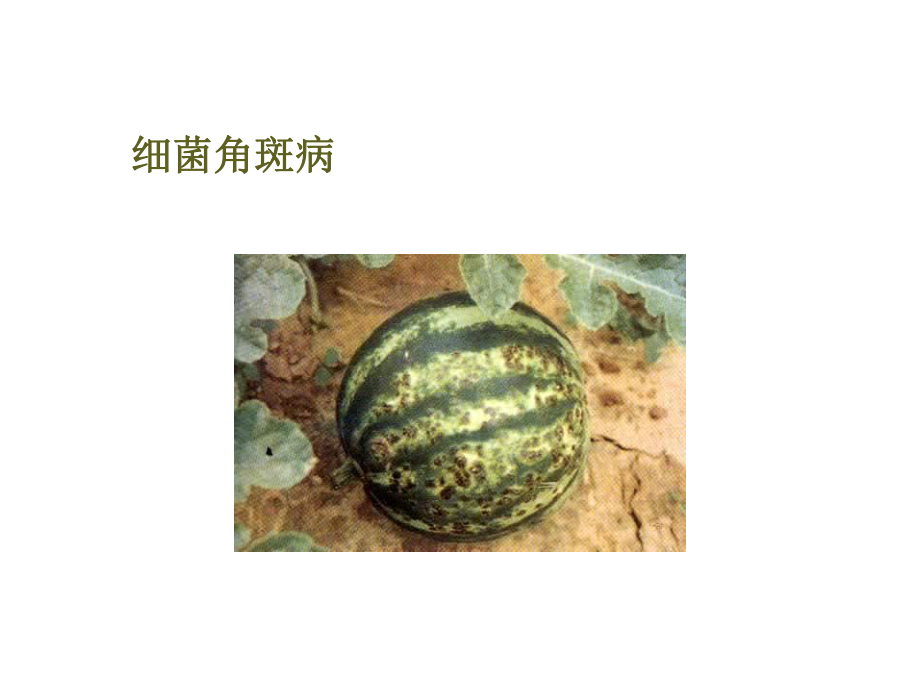 植物病害的概念课件.ppt_第3页