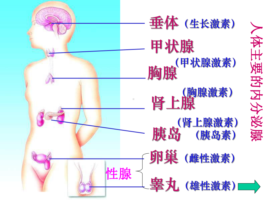 浙教版八年级上第3章第2节-人体的激素调节-课件.ppt_第3页