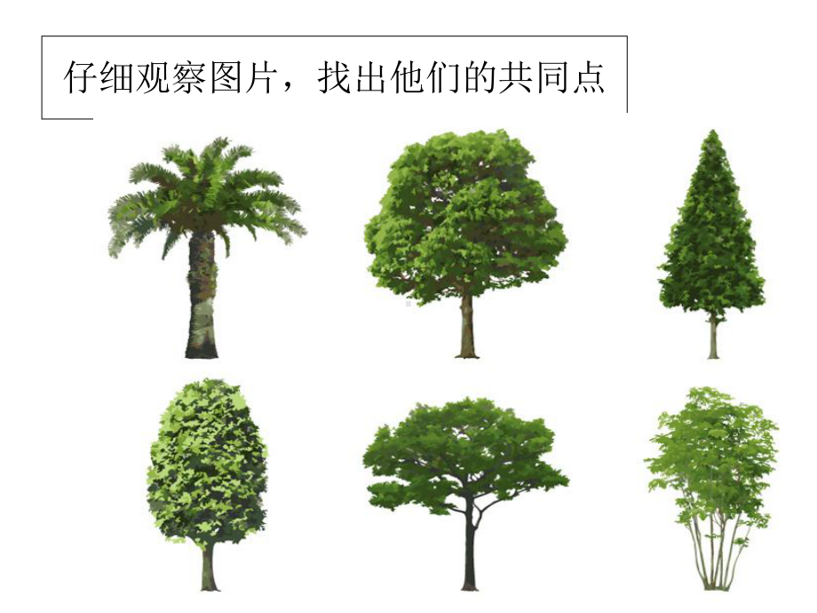 各种各样的树-美术教案-课件.ppt_第3页