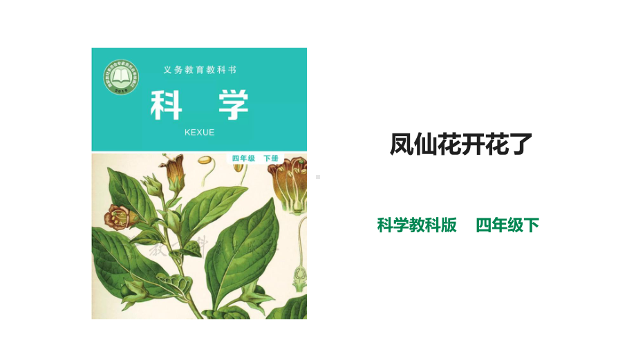 教科版科学四年级下册-15《凤仙花开花了》课件(2套).pptx_第1页