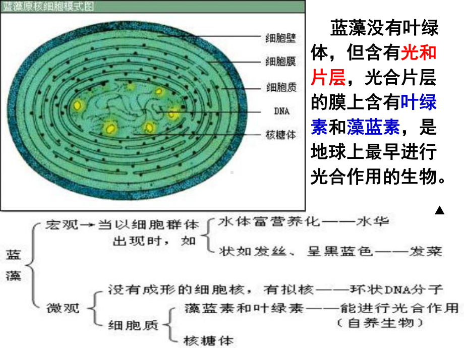 多种多样的细胞-(共52张)课件.ppt_第2页