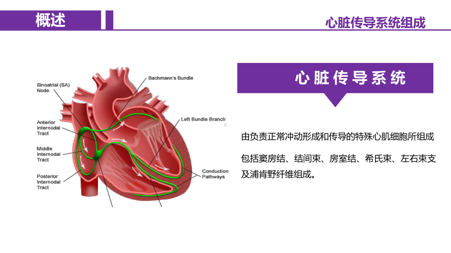 心律失常病人的护理及案例分析课件.pptx_第2页