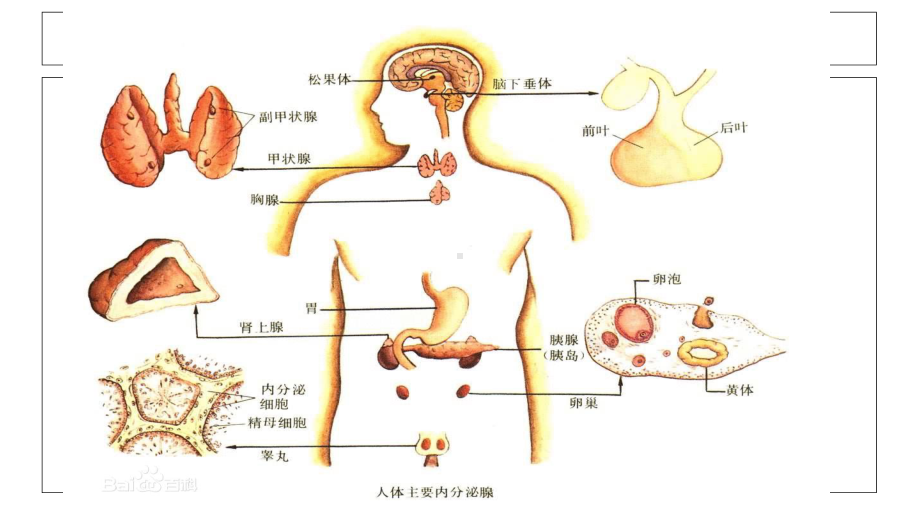 卵巢功能及其周期性变化课件.ppt_第2页