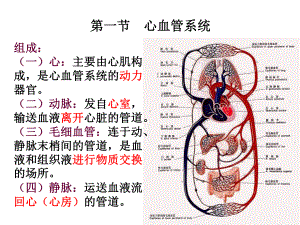 心血管系统常见疾病的药物治疗课件.pptx