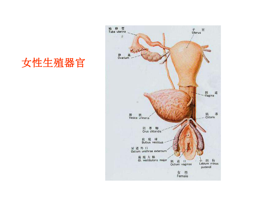 女性生殖系统解剖课件.ppt_第2页