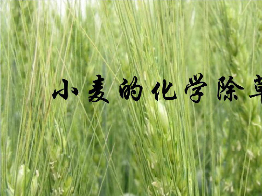 小麦的化学除草课件.pptx_第1页