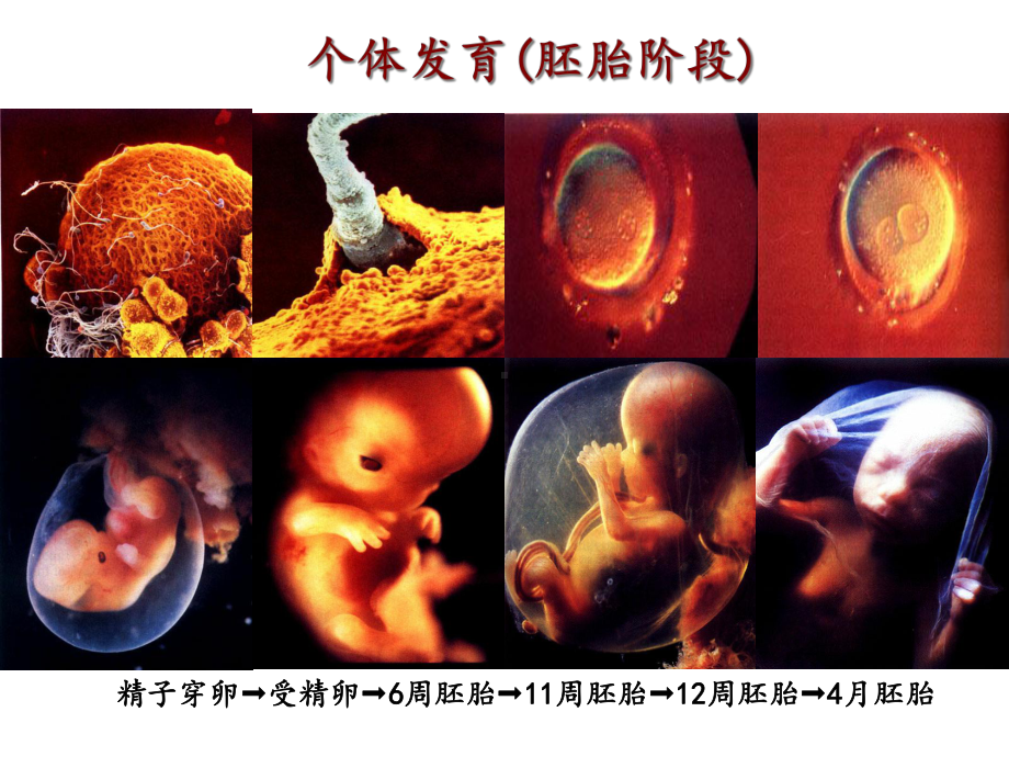 小儿年龄分期及各期的特点课件.ppt_第3页