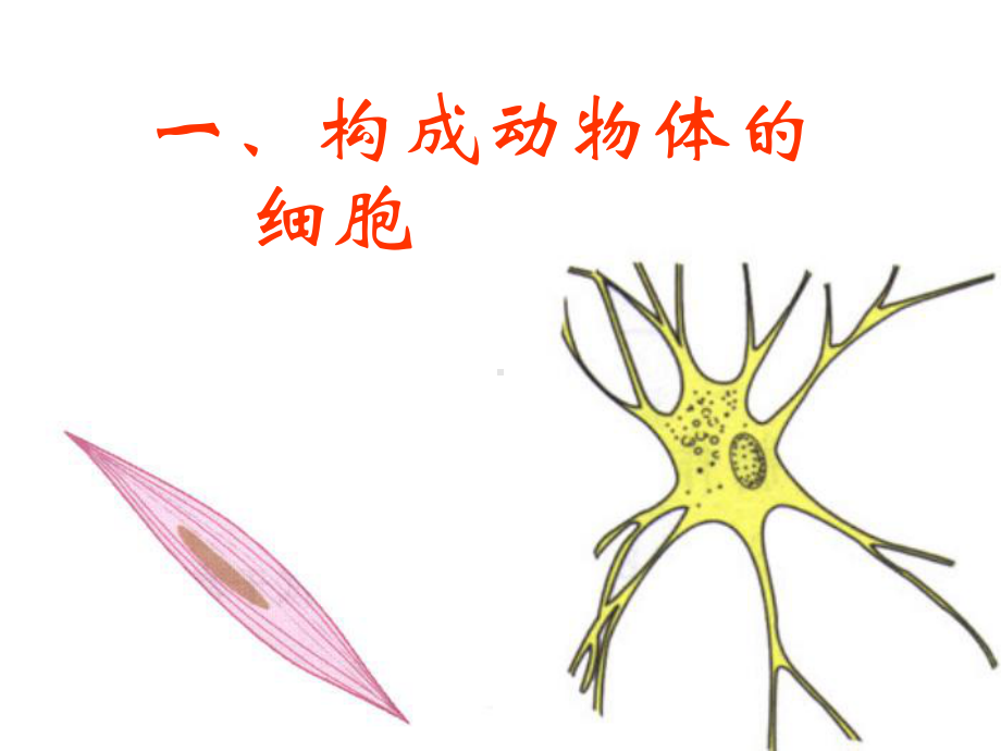 北师大版七年级上册生物细胞的基本结构和功能课件.pptx_第2页