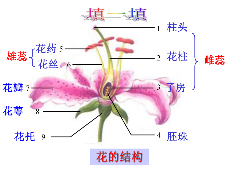 华师大版七年级科学下册-71-绿色开花植物的有性生殖和发育-课件.ppt_第2页