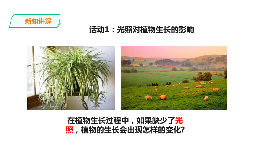 新粤教版科学五年级上册科学15《植物需要阳光》课件.ppt_第3页