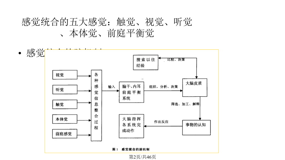 感觉统合理论与实践课件.pptx_第2页