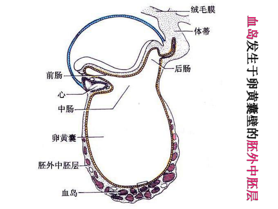 心血管发生课件.ppt_第3页