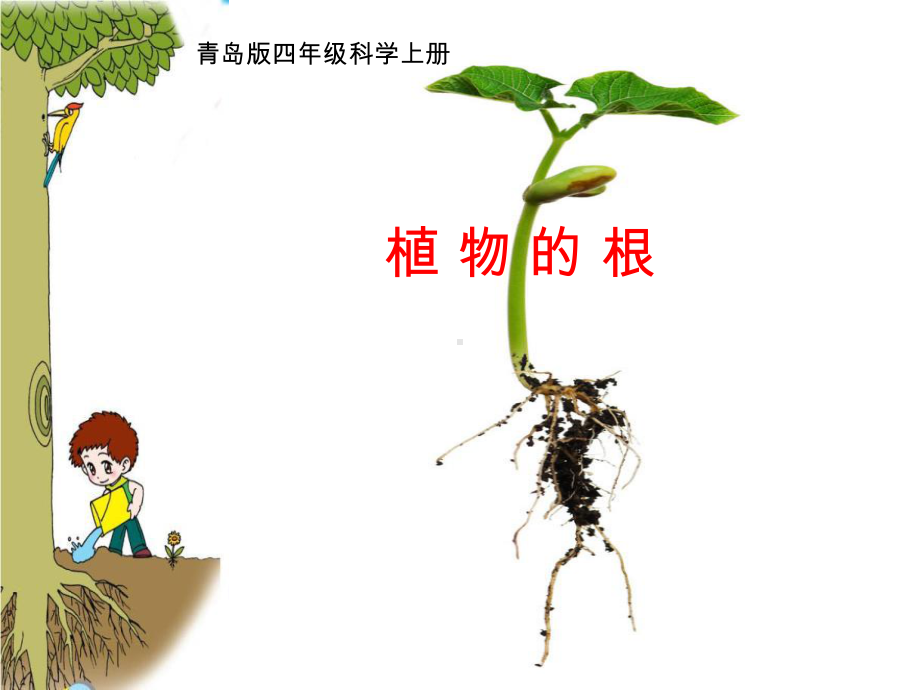 小学科学-植物的根教学课件设计.ppt_第1页