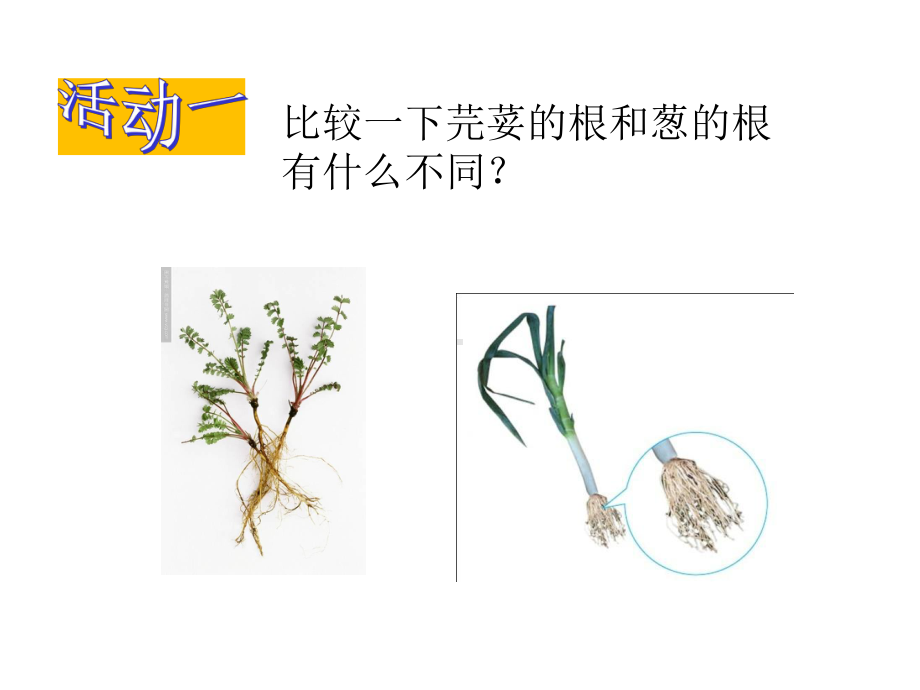 小学科学-植物的根教学课件设计.ppt_第2页