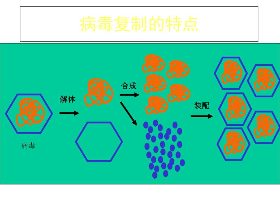 微生物与人类健康七-病毒的复制课件.ppt_第3页