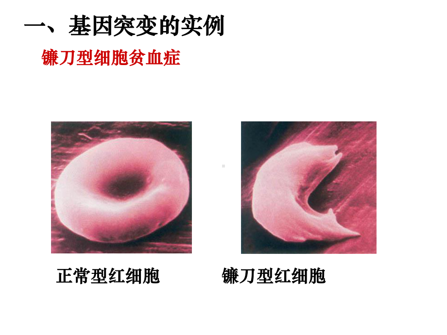 基因突变和基因重组(含视频)课件.ppt_第3页