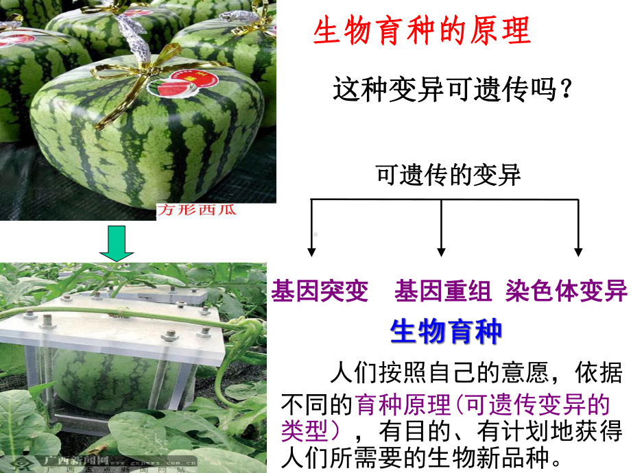 席建明公开课---生物育种(一轮复习)课件.ppt_第3页