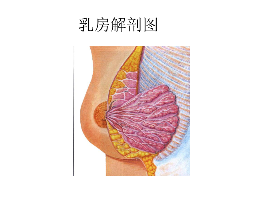 外科护理-急性乳房炎病人的护理课件.pptx_第3页