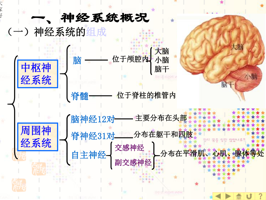 幼儿神经系统特点及保育-课件.ppt_第2页