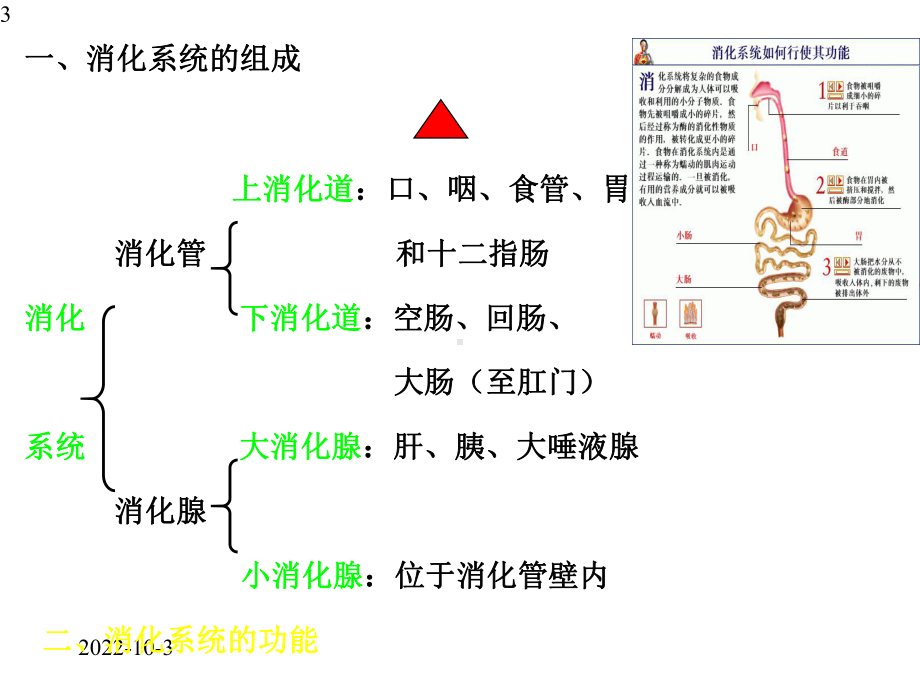 医学解剖学消化系统课件.pptx_第3页