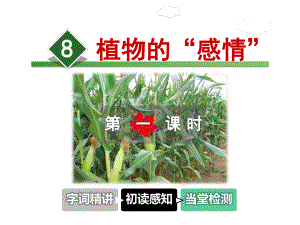 植物的“感情”课件.ppt