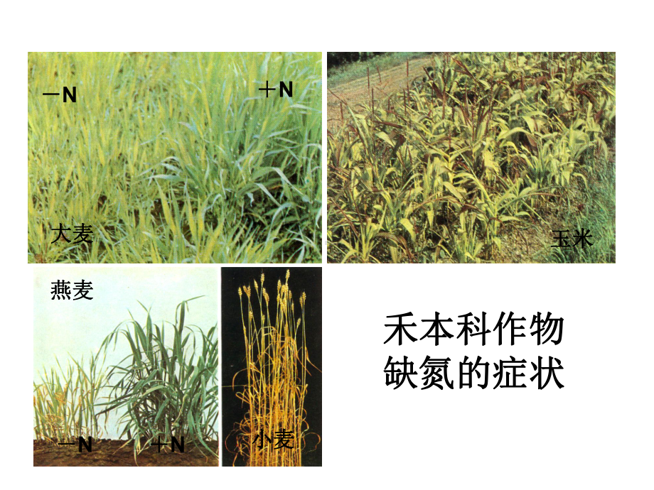 植物缺氮症状课件.ppt_第2页